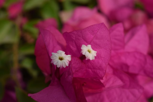 DSC_0699.JPG
