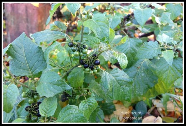 x black nightshade berries.jpg