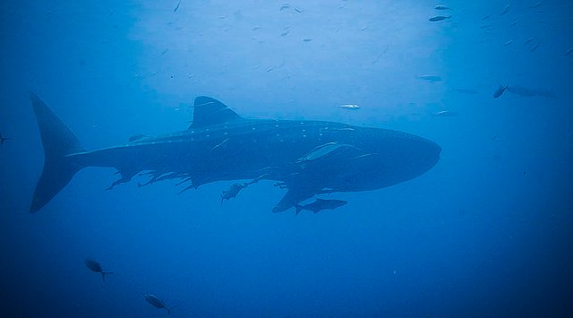 whale_shark.jpg