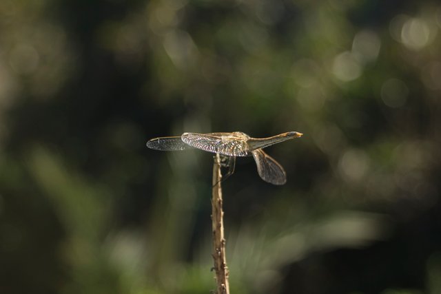 dragonfly1017.jpg