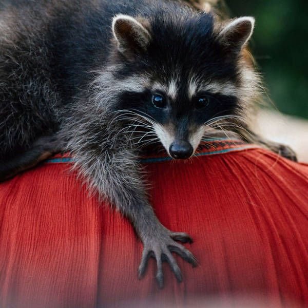 raccoon_04.jpg