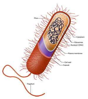 Prokaryote_cell.svg.png