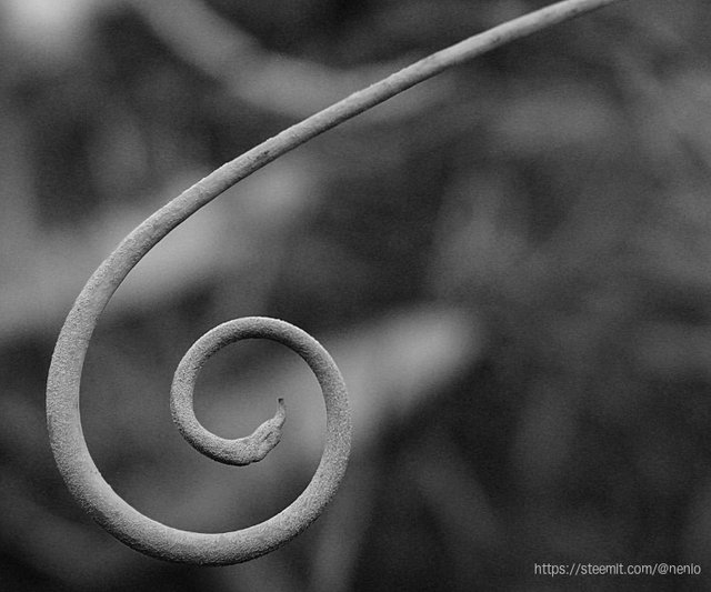 botanical-spiral-bw.jpg