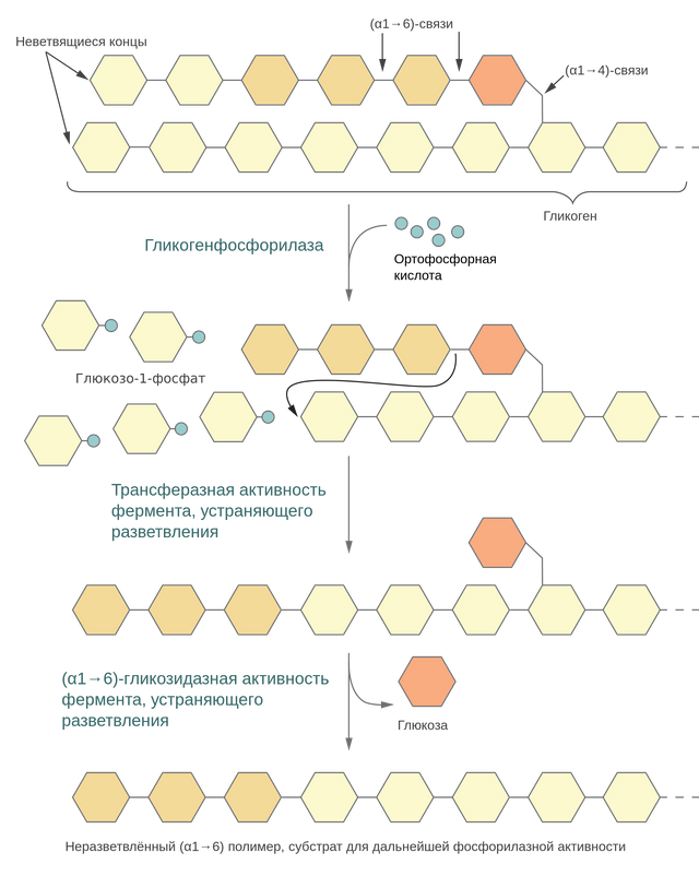 Glycogenolysis_-_ru.svg.png