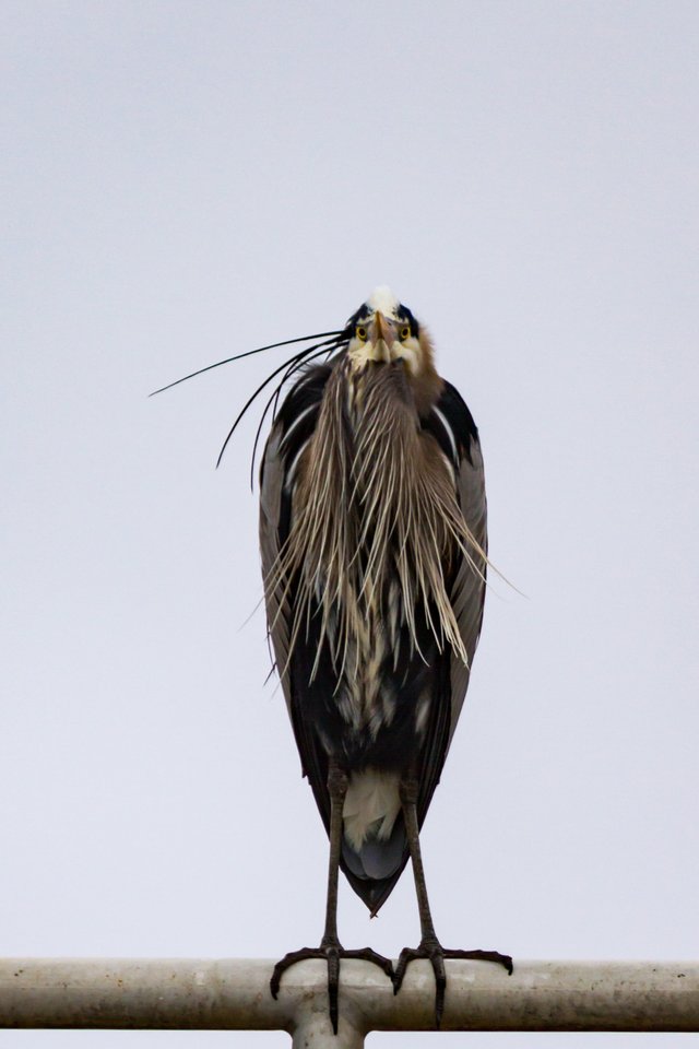 Birding_at_Dam-667.jpg