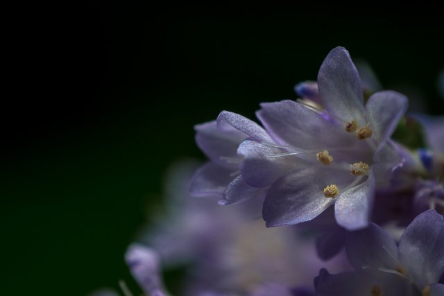 04-03-2018-flowers-04721.jpg