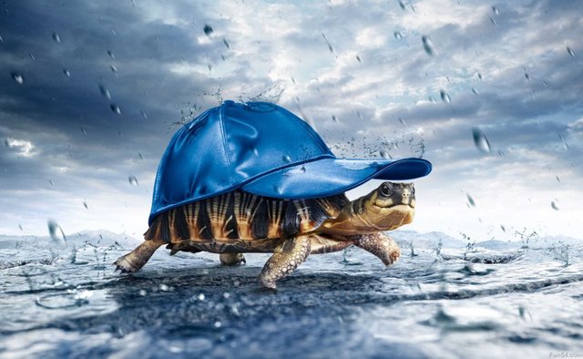 3D-turtles-Animal-Wallpaper - Copy.jpg