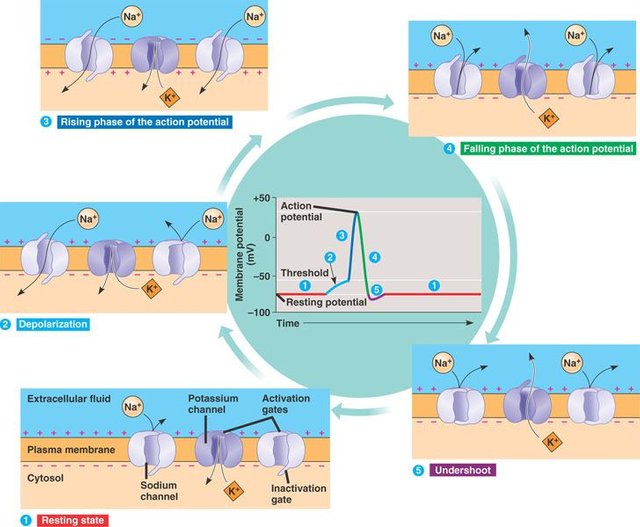 action-potential-gates.jpeg