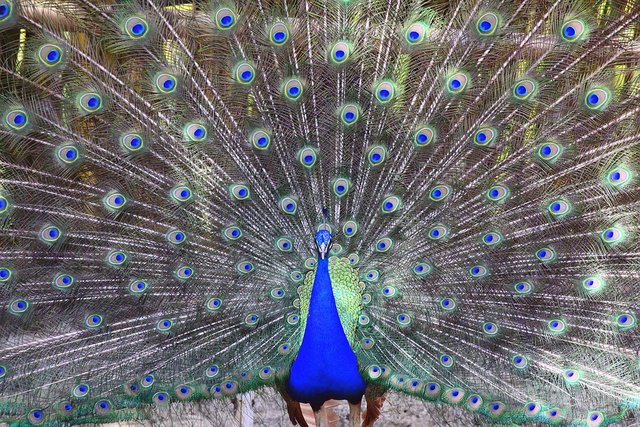 peacock-651390_960_720.jpg