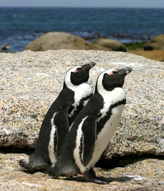 African_penguins_Boulder_Bay_1.jpg