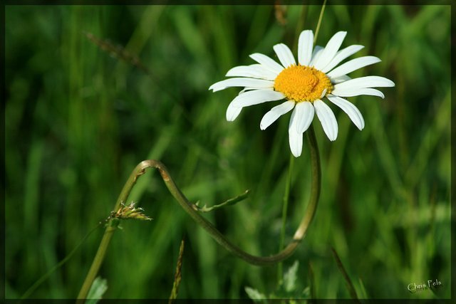 Bellis perennis 2-signed.jpg