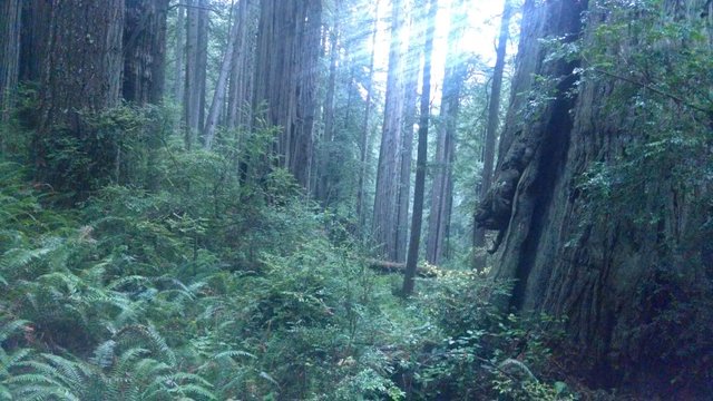 California Redwoods 1.jpg