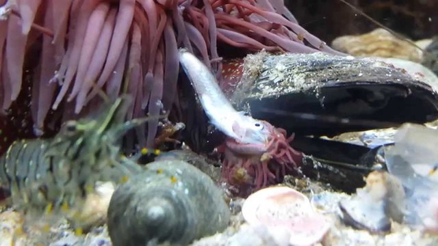 Sea anemones.! ¿Plant or animal? — Steemit