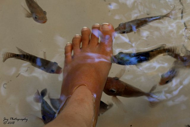 Fish spa-07.jpg