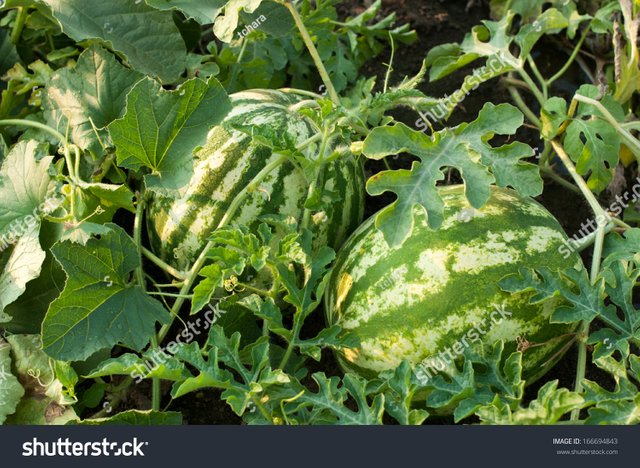 stock-photo-watermelon-plant-in-a-vegetable-garden-stock-image-166694843.jpg