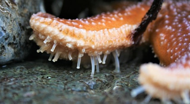 ¿Sabías que las estrellas de mar tienen “pies”.jpg