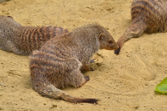 mongoose-2641920__480.jpg