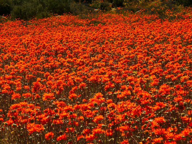 Namaqualand,_Goegap_1033.jpg