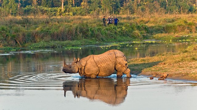 One-horned-rhinoceros-in-Chitwan-National-Park-Nepal.jpg