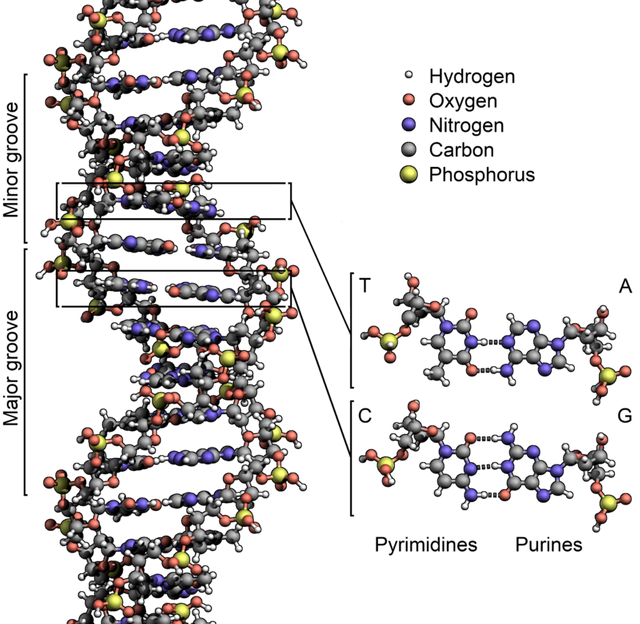 800px-DNA_Structure+Key+Labelled.pn_NoBB.png