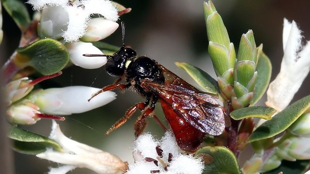 Insects Hymenoptera Apidae Exoneura sp BY Tas n1 2017-10-15.jpg