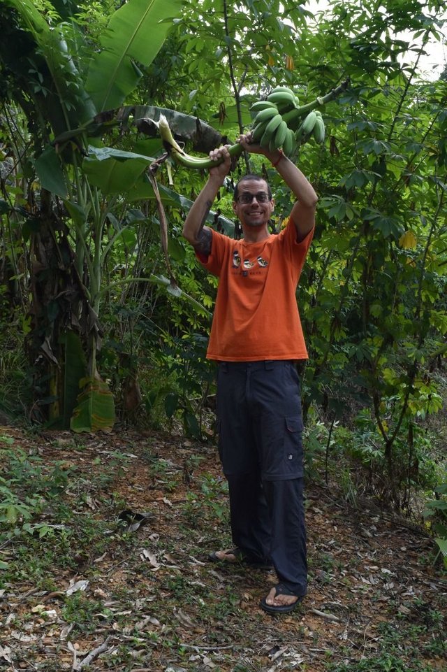 banana-growing-6.jpg