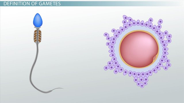 gametes-definition-formation-fusion_01001216_111312.jpg