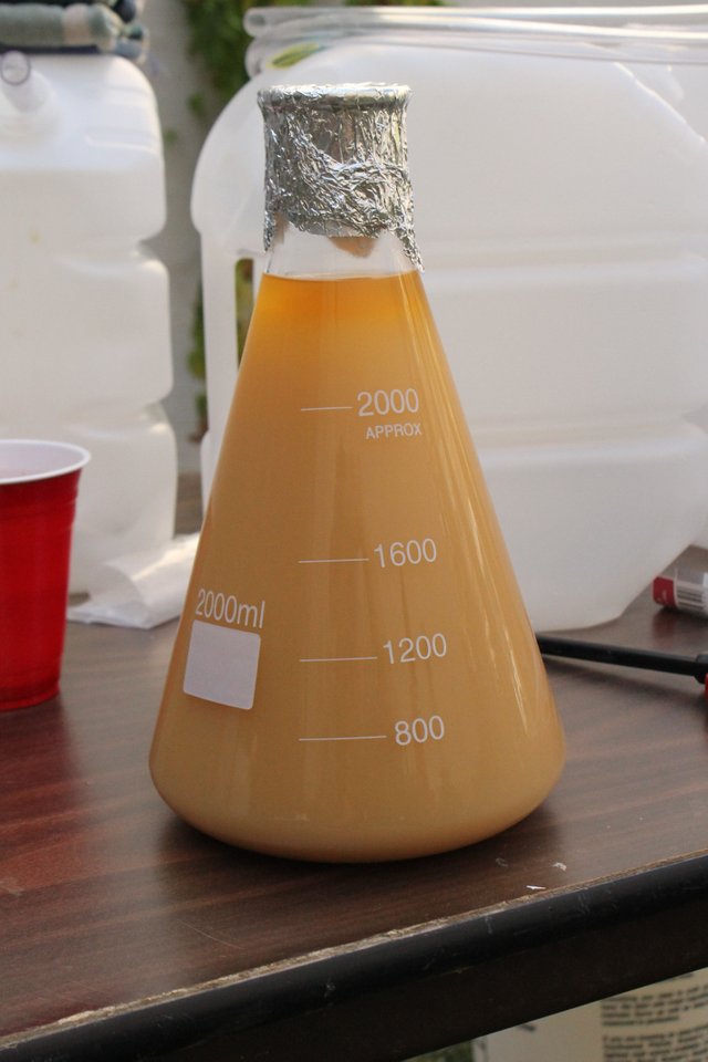 Yeast Starter.jpg