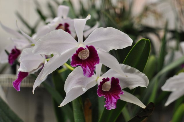 Laelia purpurata Roxo-Violeta.jpg