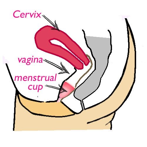 menstrual cup.jpg