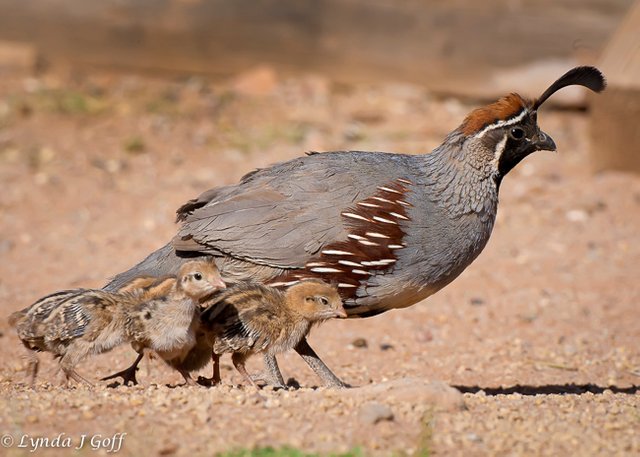 Gambels-Quail-15.jpg