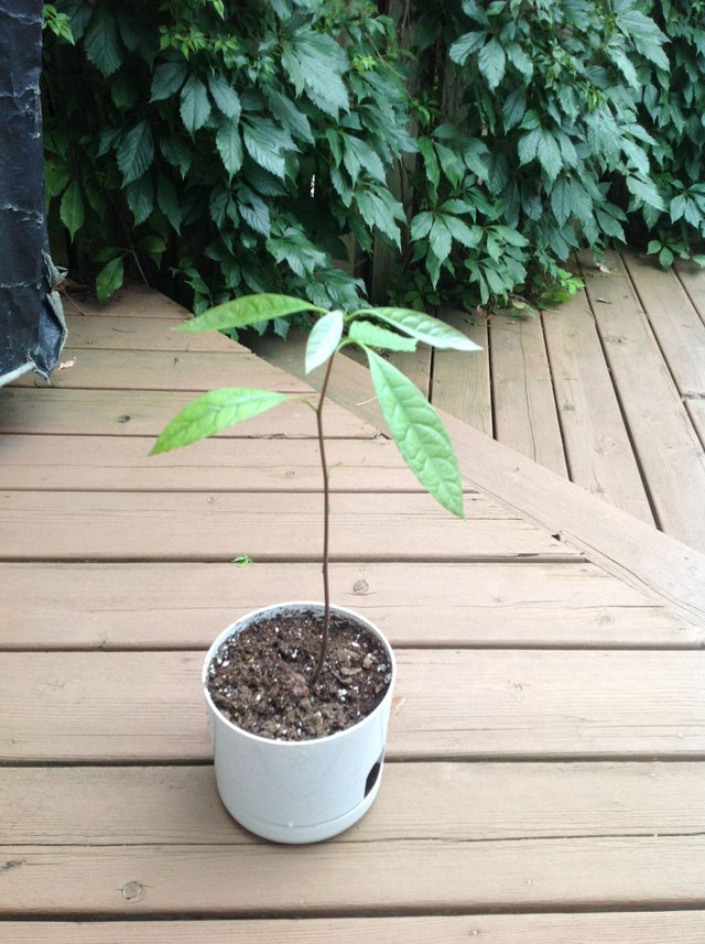 first pot.JPG