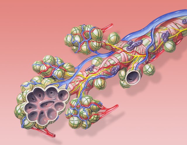 Bronchial_anatomy.jpg