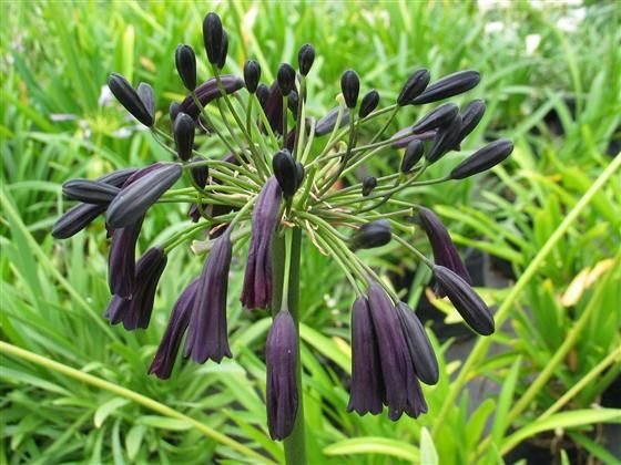 21c5166c2d33b309f9d6628ec7822aac--cut-flower-garden-black-magic.jpg