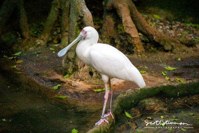 Spoonbill-3.jpg