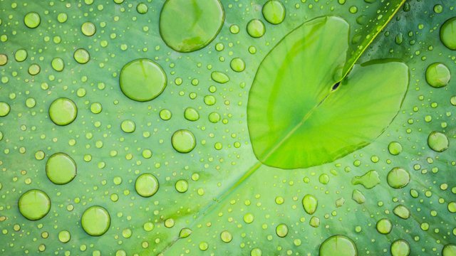 Lotus-leaf-drops.jpg