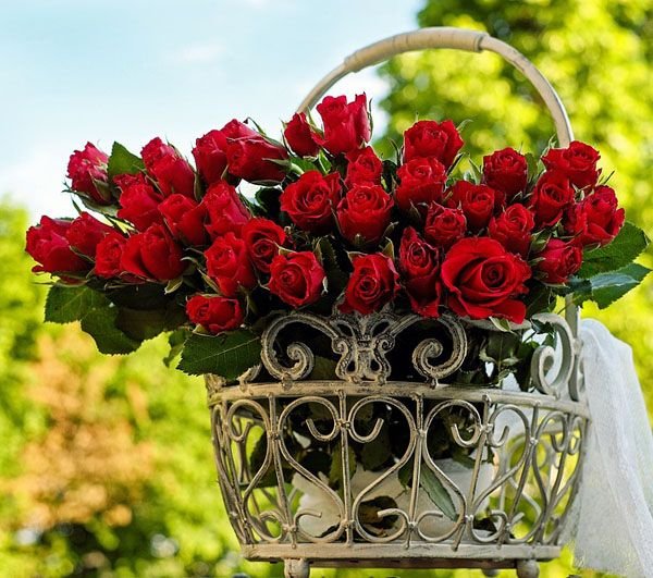 bunga-mawar-merah-potong-di-vass.jpg