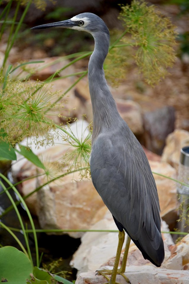 heron1.jpg