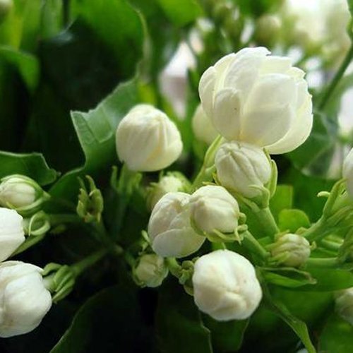 jasmine-flower1.jpg