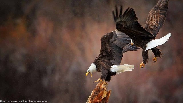 bald-eagle-pair.jpg