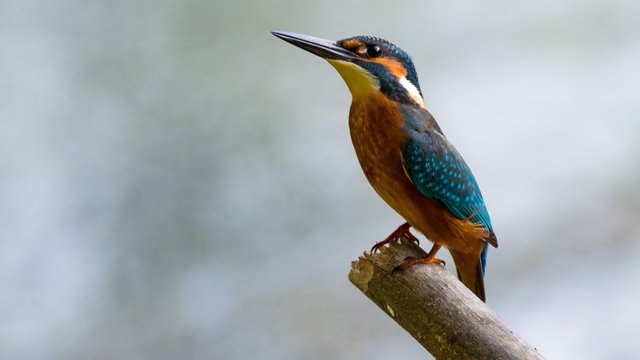 alcedo-atthis-881594.jpg