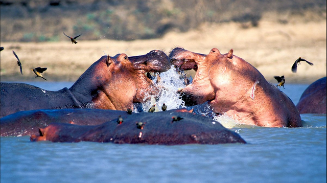 hippos.png