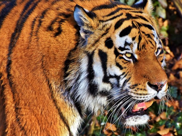 tiger-3052039_1280.jpg