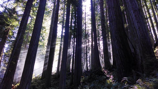 Redwoods70.jpg