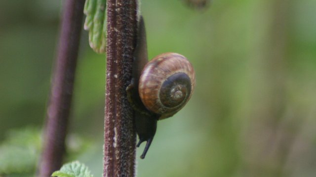 snailnettles.JPG