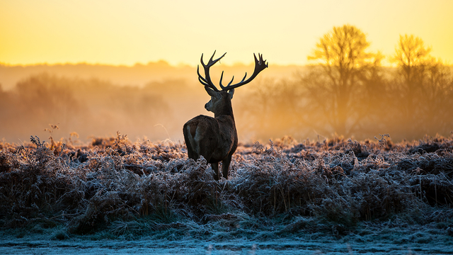 Deer.png