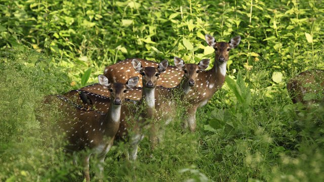 muthanga_wildlife_sanctuary20131031111301_12_1.jpg