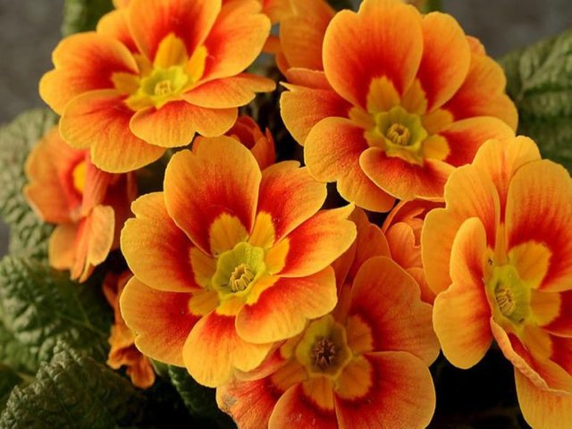Orange-Flowers_4-768x576.jpg