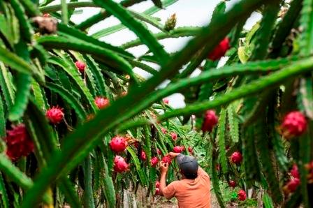 Panen-Buah-Naga-1.jpg