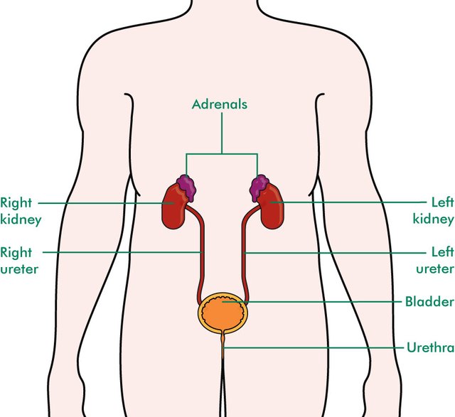 kidneys.jpg